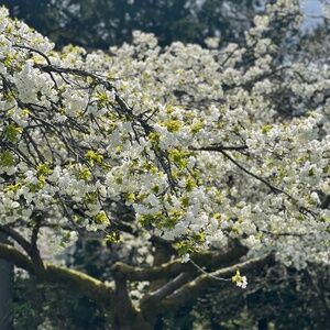 Meet your Posher, M.